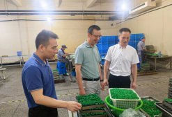 浙農股份常務副總經理曾躍芳來華通醫藥調研慰問